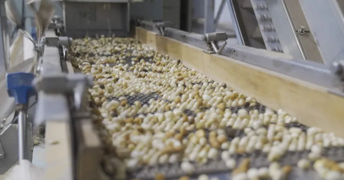 Una cadena de heladerías compra el 40% del pistacho sanjuanino y concentra la demanda local